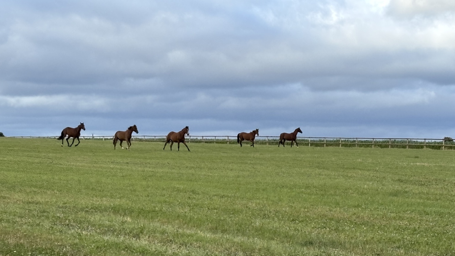 Chevaux de l'Élevage des Parts dans les grandes pâtures