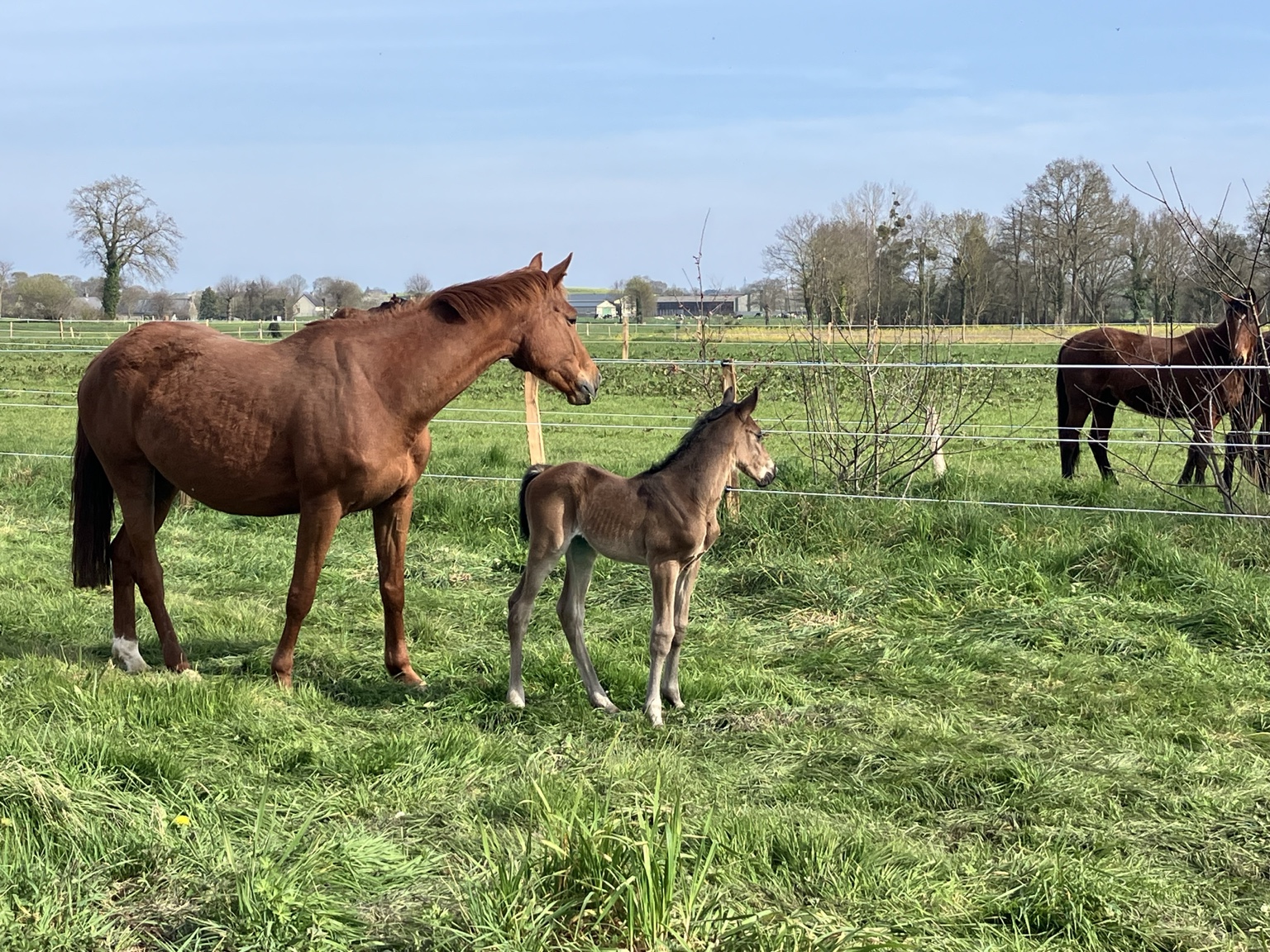 Jument et son jeune poulain dans les prairies