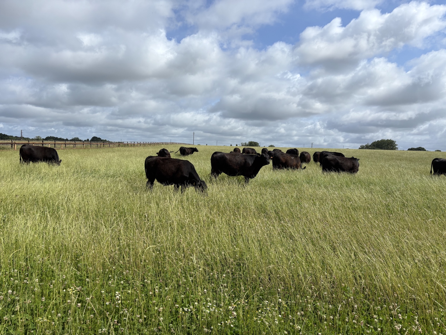 Troupeau de vaches Angus dans les prairies du Domaine Mont Chesnay