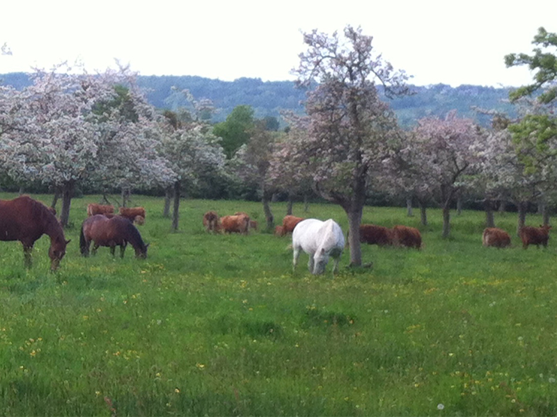 Pâturage mixte bovin - chevaux